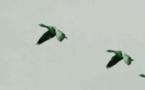 ����ŭ��С�񡷹ۺ��