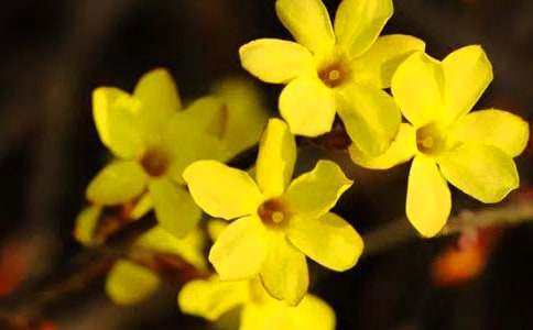 描写迎春花作文