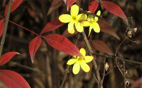 当迎春花开满枝头时作文