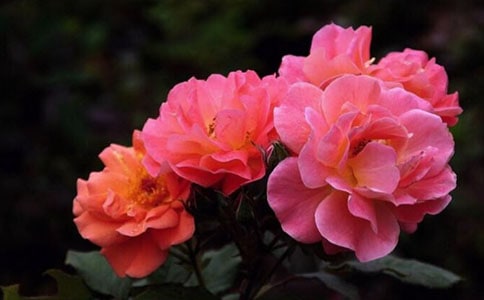 �����¼����ģ���Ʒ15ƪ��