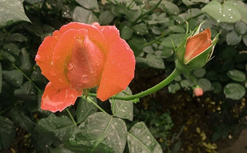 �¼�����������800��