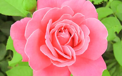 ���ر����¼������꼶����4ƪ