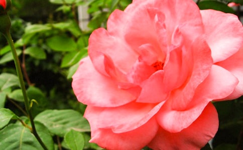 �¼������꼶������ƪ