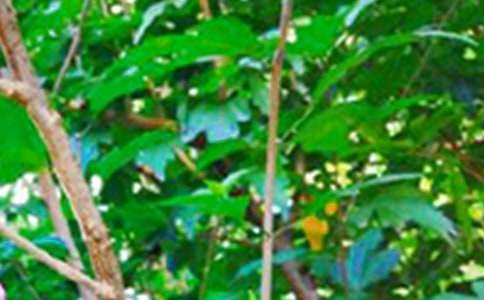 �簲��ĩ����ʺ���