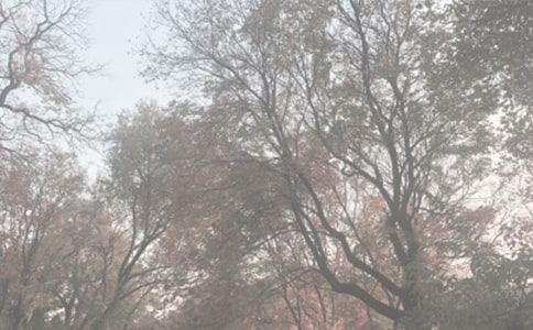 ����������ֲ��԰