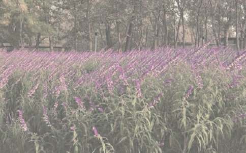 植物园写景作文