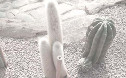 ����ֲ��԰����������