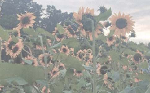 ����ֲ��԰����