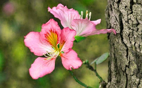 �Ͼ���������600�֣���ѡ15ƪ��