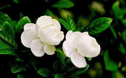 ����һ�����򻨿�����600��