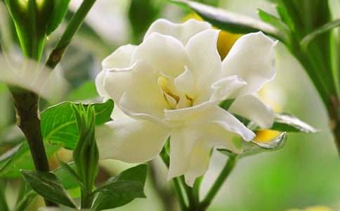 栀子花开时作文