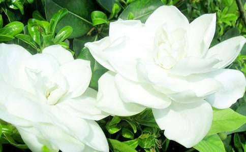 栀子花开少年你何时归?_750字作文