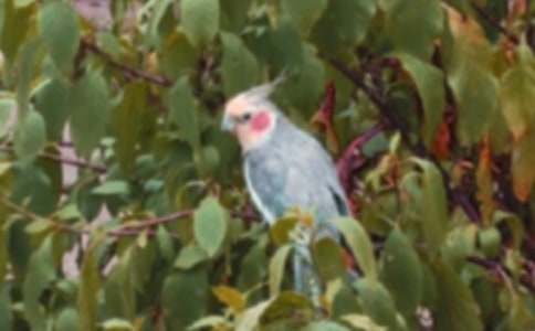 可爱的小鹦鹉作文(15篇)