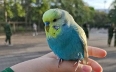 可爱的小鹦鹉作文集合15篇