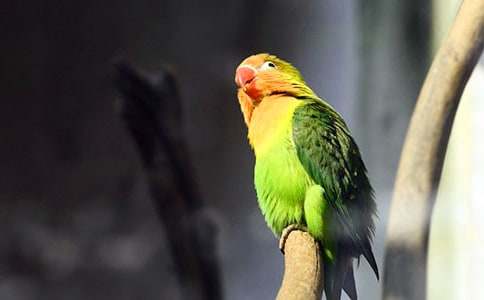 描写鹦鹉的作文二年级