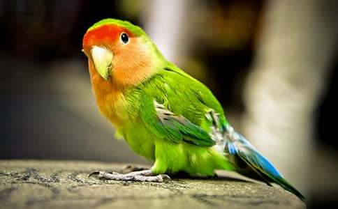 �ɰ���С��������