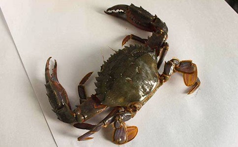 ��Ȥ���з����600��3ƪ