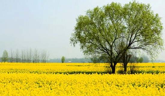 ���εĽ�����ģ�弯�ϰ�ƪ