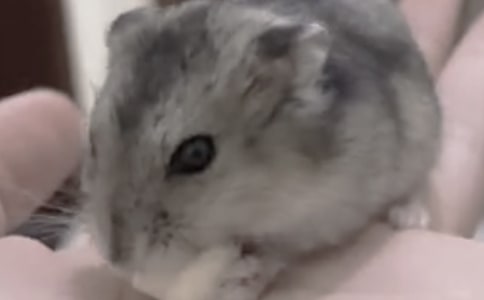 �ٲ���ԭ�ļ�����