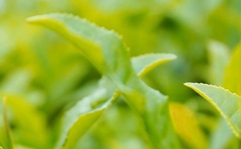 茶叶的营销推广方案