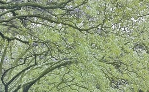 �����ж�ָʲô?