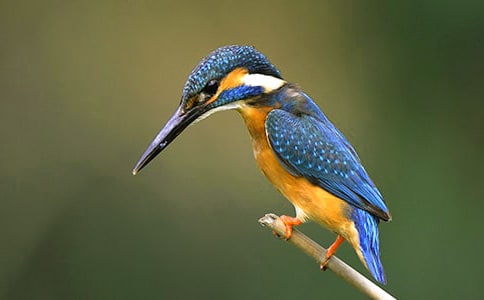 Сѧ���Ľ̰�������