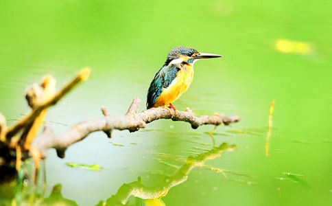 关于《翠鸟》教案