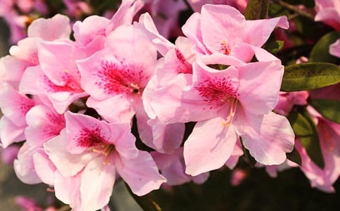 �ž黨�ú���ԭ�ġ�����ע�ͼ�����