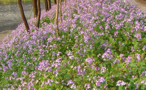 ����������м���4ƪ