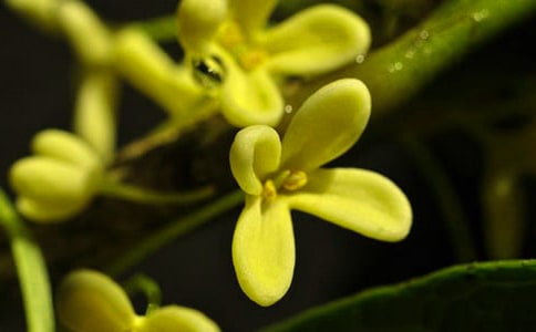 ˪�����ǡ���ԭ�ļ�����