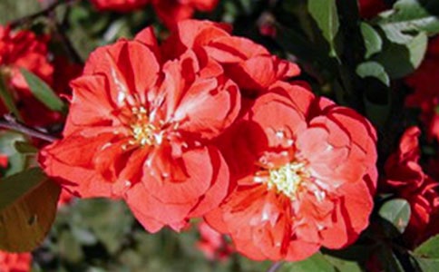 ӽ�׺���ԭ�ļ�����