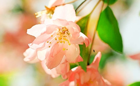 玉烛新·白海棠_顾太清的词原文赏析及翻译