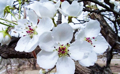 金缕曲·咏白海棠原文及赏析