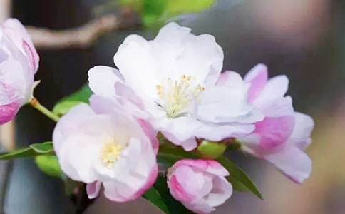 ��ū��������ͤӽǧҶ����ԭ�ļ�����