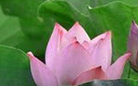 ���ɻ�ԭ�ġ�����ע�ͼ�����