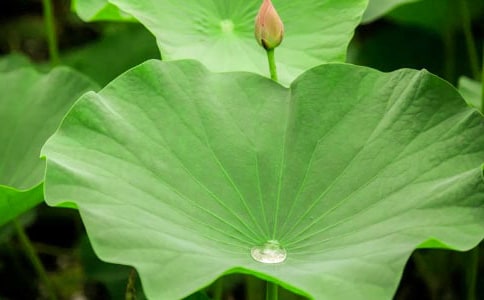 ���������ɺ�Ҷ����ԭ�ġ�����ע�ͼ�����