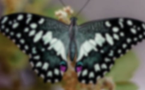 С��̰�������Ҷ