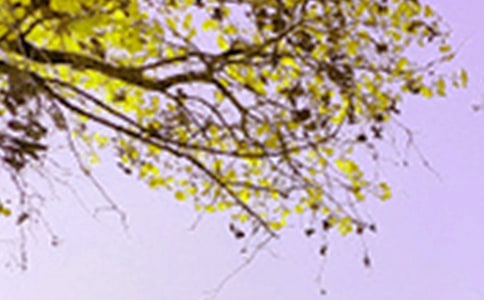 ����������ɫ�����ľ��� ���������־�ɫ��������