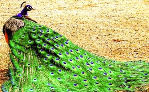 ����ȸ���Ϸɡ��̰���ƪ