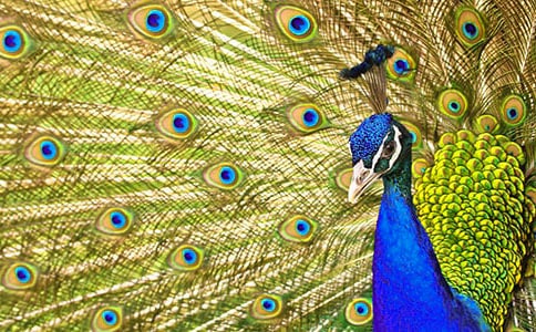 ����ѡ������ȸ���Ϸɡ��̰�3ƪ