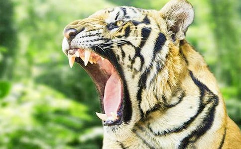 ��������ϻ��̰�