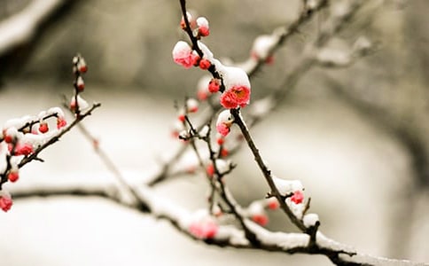 ̤ɯ�С�ѩ��÷��ԭ�ļ�����