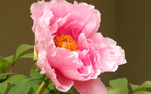 ӽĵ��_���ߵ�ʫԭ������������