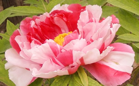 ӽĵ��ԭ�ġ�����ע�ͼ�����