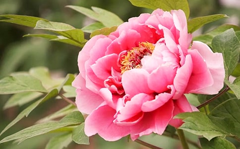 �����լ��ĵ����һ���ᝫʫ��ԭ�ļ�����