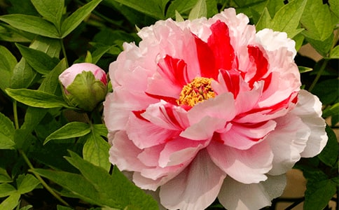 Ϸ��ĵ��ԭ�ġ�����ע�ͼ�����