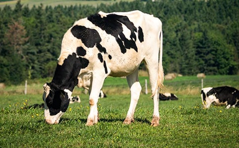 ��ţͪ������Ԥ����ʩ