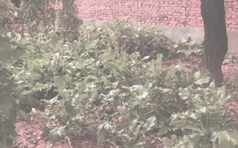 农作物田间药害发生原因及预防措施