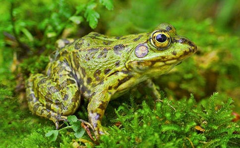 �����ܳԳ��ӡ��̰�