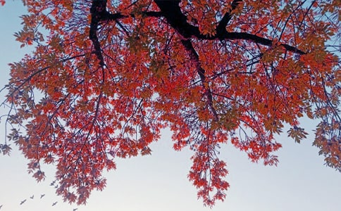 ���յ��⹫̨����Զ��ԭ�ļ�����